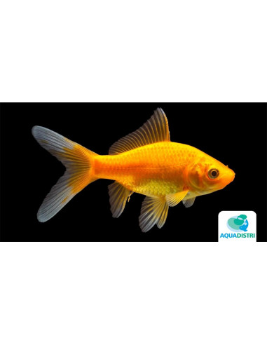 Poisson Jaune 4-6 Cm