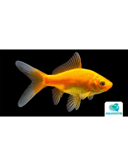 Poisson Jaune 6-9 cm