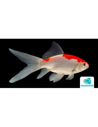 Sarasa 25-30 Cm