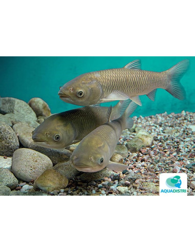 Carpe herbivore (Ctenopharyngodon idella) 15-18 Cm