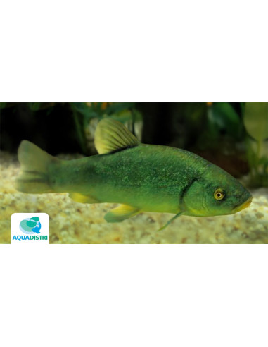 Tanche Vert 15-18cm