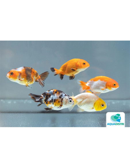 Ranchu Mix 12-13 Cm