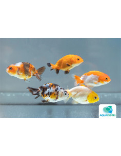 Ranchu Mix 11-12 Cm