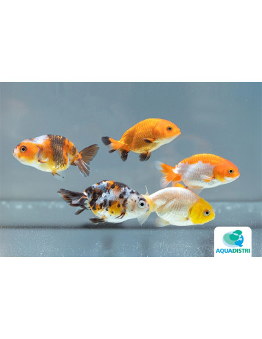 Ranchu Mix 9-10 Cm
