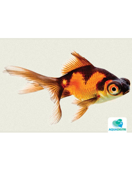 Voile Rouge-Noir 5-6 Cm