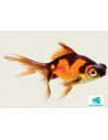 Voile Rouge-Noir 5-6 Cm