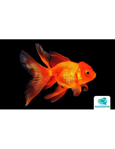 Tete De Lion Rouge 8-9 Cm