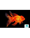 Tete De Lion Rouge 9-10 Cm