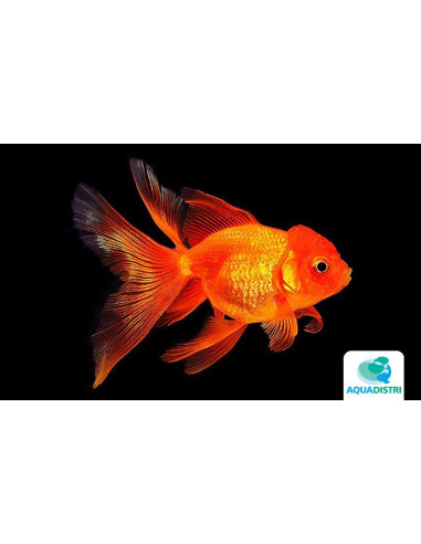 Tete De Lion Rouge 14-15 Cm