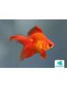 Ryukin Rouge 8-9 Cm