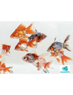 Ryukin Mix 8-9 Cm