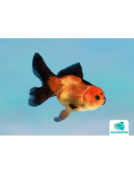 Tete De Lion Rouge-Noir Apache 10-11 Cm
