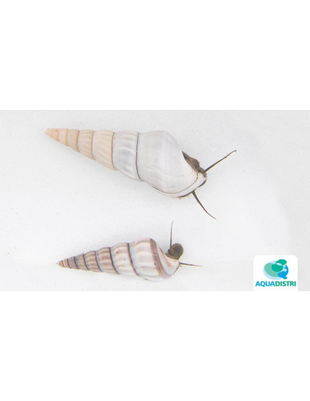 Brotia Herculae 4-5cm Wild