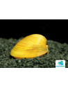 Corbicula Javanicus Gold 1-2cm