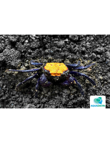 Geosesarma aristocratensis – 2–2,5 cm (Wild)