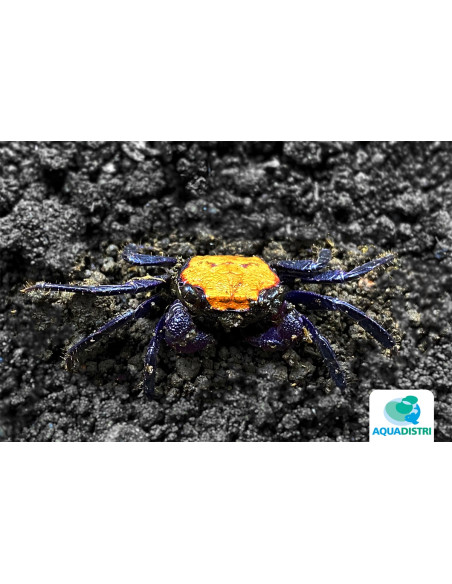 Geosesarma aristocratensis – 2–2,5 cm (Wild)