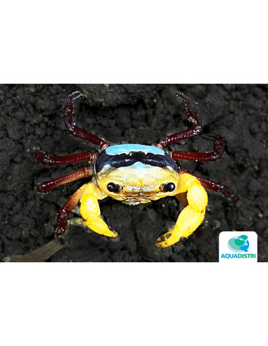Lepidothelphusa Menneri 3-4cm Wild