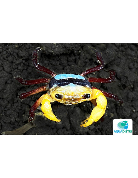 Lepidothelphusa Menneri 3-4cm Wild