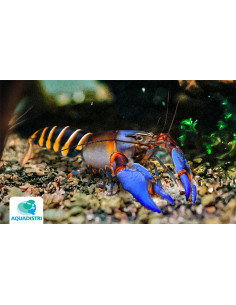 Écrevisse Blue Claw Zebra (Cherax sp. peknyi "Blue Claw Zebra") 5-7cm