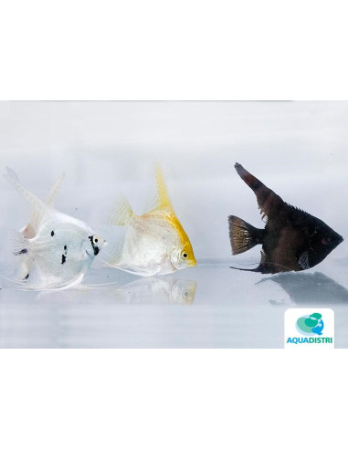 Pterophyllum Scalare Mix 4-5cm