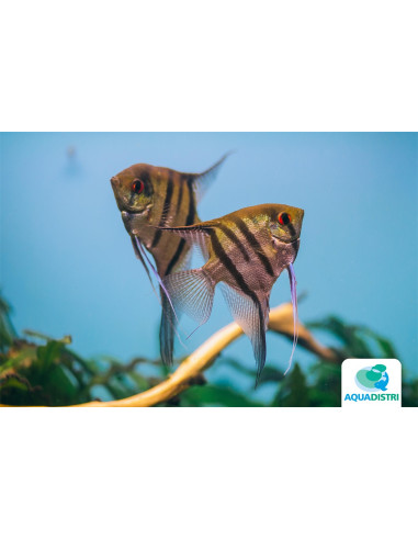 Pterophyllum Scalare Zebra 4-5cm