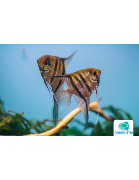 Pterophyllum Scalare Zebra 4-5cm