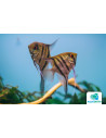 Pterophyllum Scalare Zebra 4-5cm