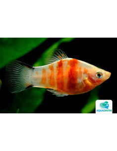 Platy Red Tiger Zebra (Xiphophorus maculatus) 2,5-3cm
