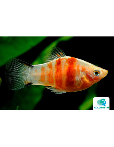 Platy Red Tiger Zebra (Xiphophorus maculatus) 2,5-3cm