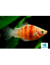 Platy Red Tiger Zebra (Xiphophorus maculatus) 2,5-3cm