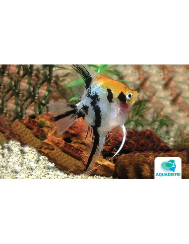 Pterophyllum Scalare Mix Blushing Red Head 4-5cm