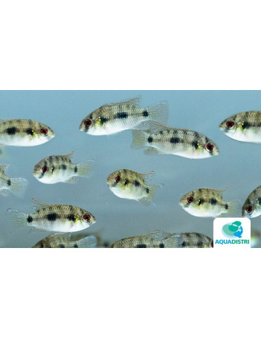 Cichlidé papillon africain (Anomalochromis thomasi) 2-2,5cm