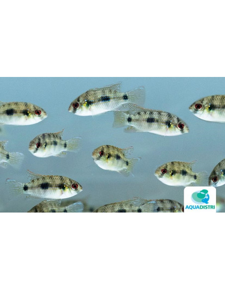 Cichlidé papillon africain (Anomalochromis thomasi) 4-5cm