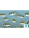 Anomalochromis Thomasi 4-5cm