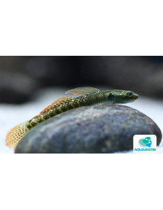 Gobie Stiphodon ornatus (Stiphodon ornatus) 4-5cm Wild