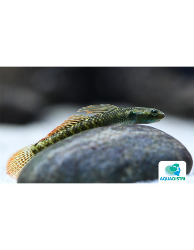 Gobie Stiphodon ornatus (Stiphodon ornatus) 4-5cm Wild