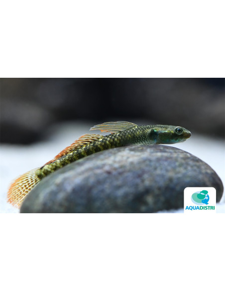 Stiphodon Ornatus 4-5cm Wild