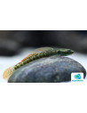 Gobie Stiphodon ornatus (Stiphodon ornatus) 4-5cm Wild