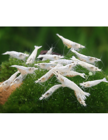 Crevette Snowstorm (Neocaridina palmata "Snowstorm") 1-1,5cm
