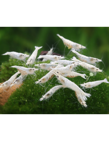 Crevette Snowstorm (Neocaridina palmata "Snowstorm") 1-1,5cm
