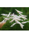 Crevette Snowstorm (Neocaridina palmata "Snowstorm") 1-1,5cm