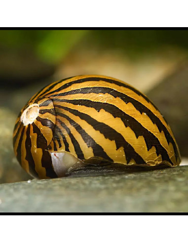 Neritina Turrita 1-1,5cm