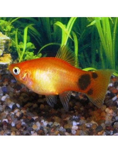 Platy Mix (Xiphophorus maculatus) 2,5-3cm