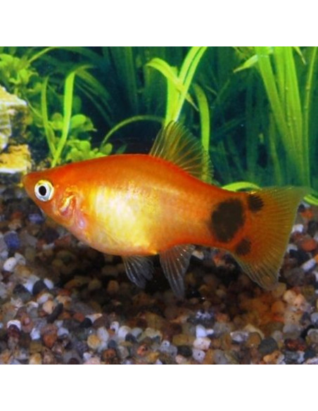 Platy Mix 2,5-3cm