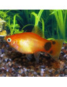 Platy Mix (Xiphophorus maculatus) 2,5-3cm
