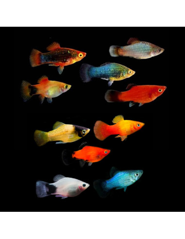 Platy Mix 2,5-3cm