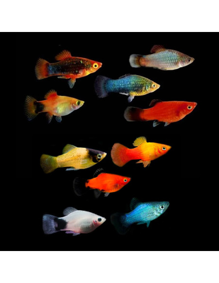 Platy Mix 2,5-3cm