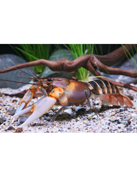 Cherax peknyi 6-8cm