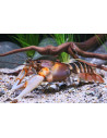 Cherax peknyi 6-8cm