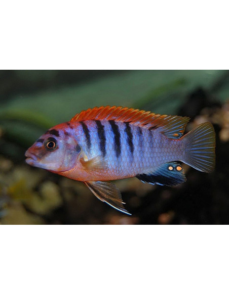 Labidochromis Hongi Red Top 3,5-4cm